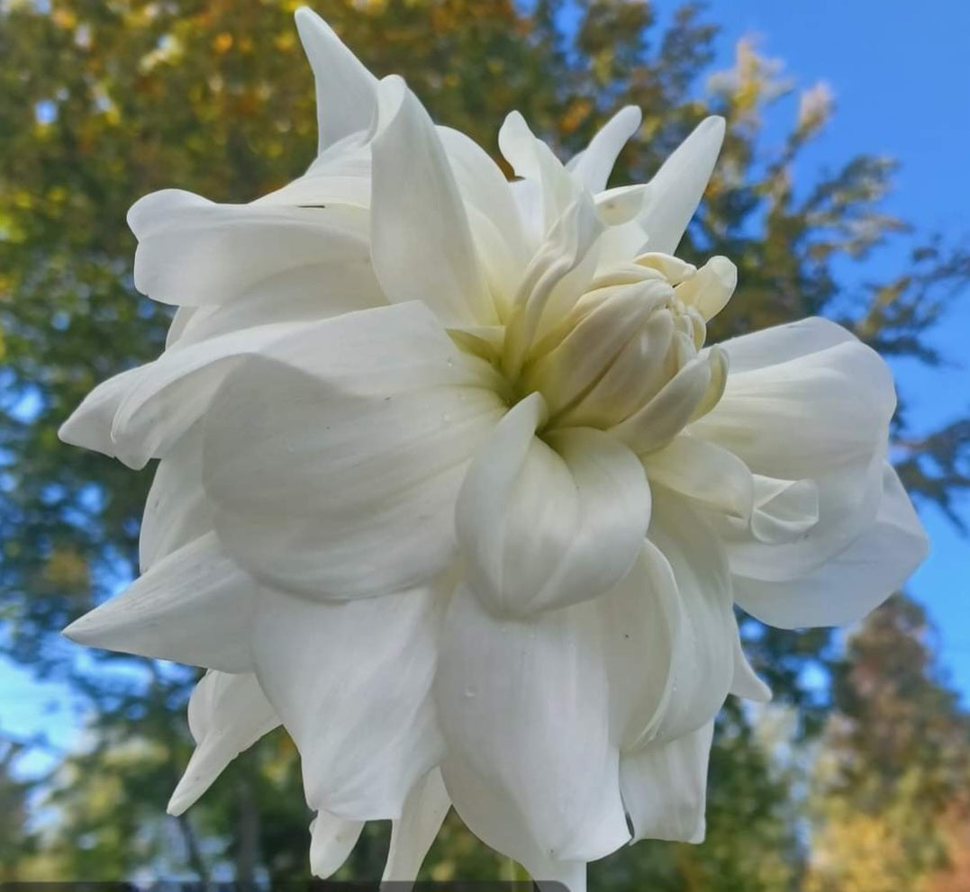 Stella White Owl Tuber