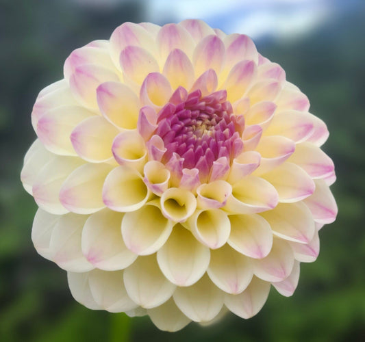 Tahoma Corrine Tuber