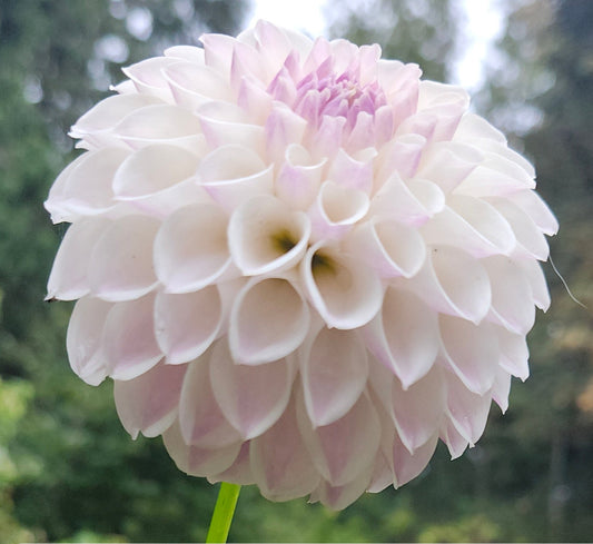 Tahoma Kelli Tuber