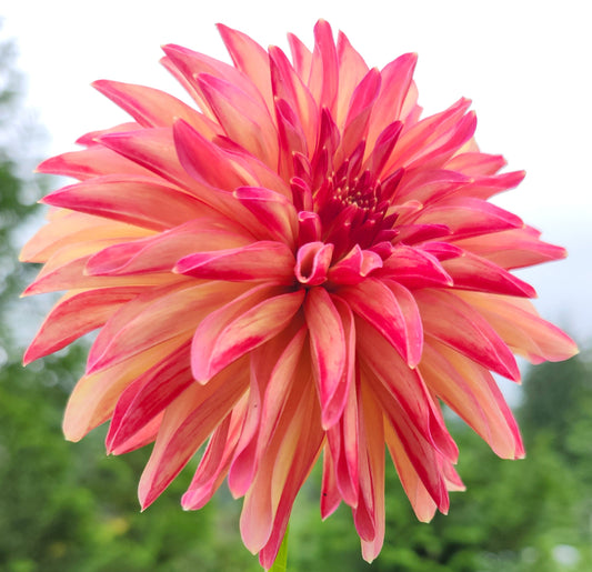 Verrone's Donna Marie Tuber