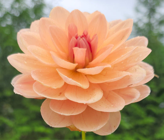 Yelno Harmony Tuber
