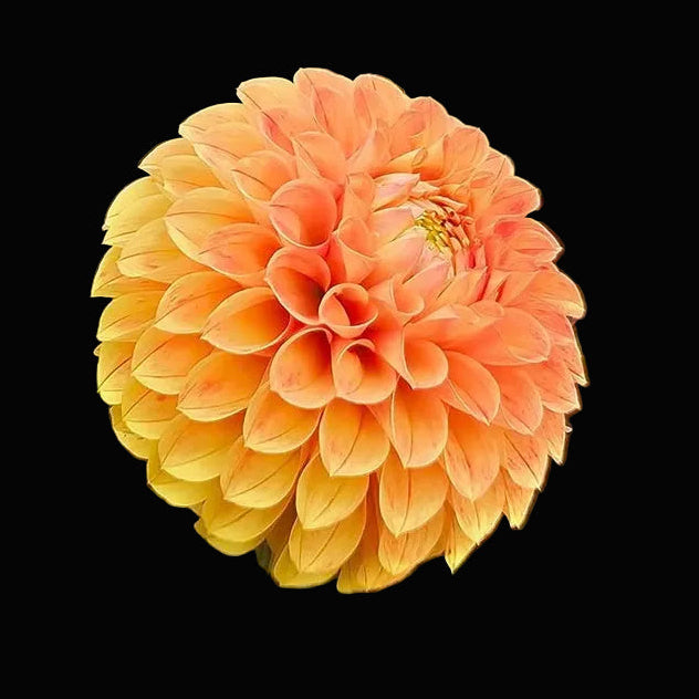 Clearview Emma Tuber