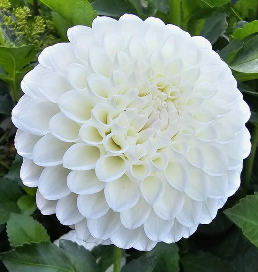 Hollyhill Miss White Tuber