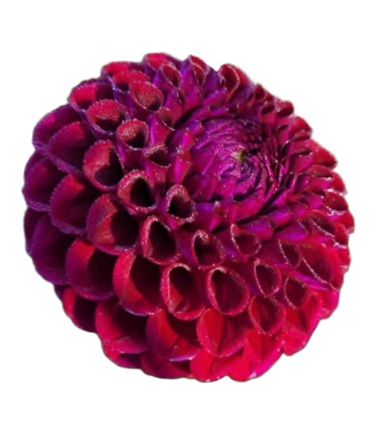 Ivanetti Tuber
