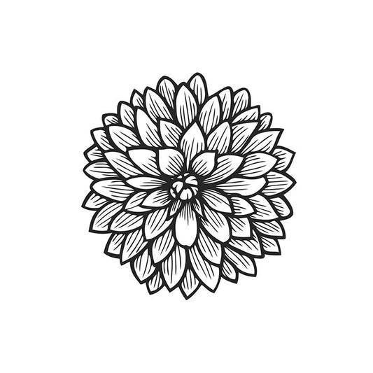 Open Pollinated - Copper Boy Dahlia Seeds from 2024