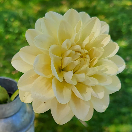 Caramel Antique Tuber