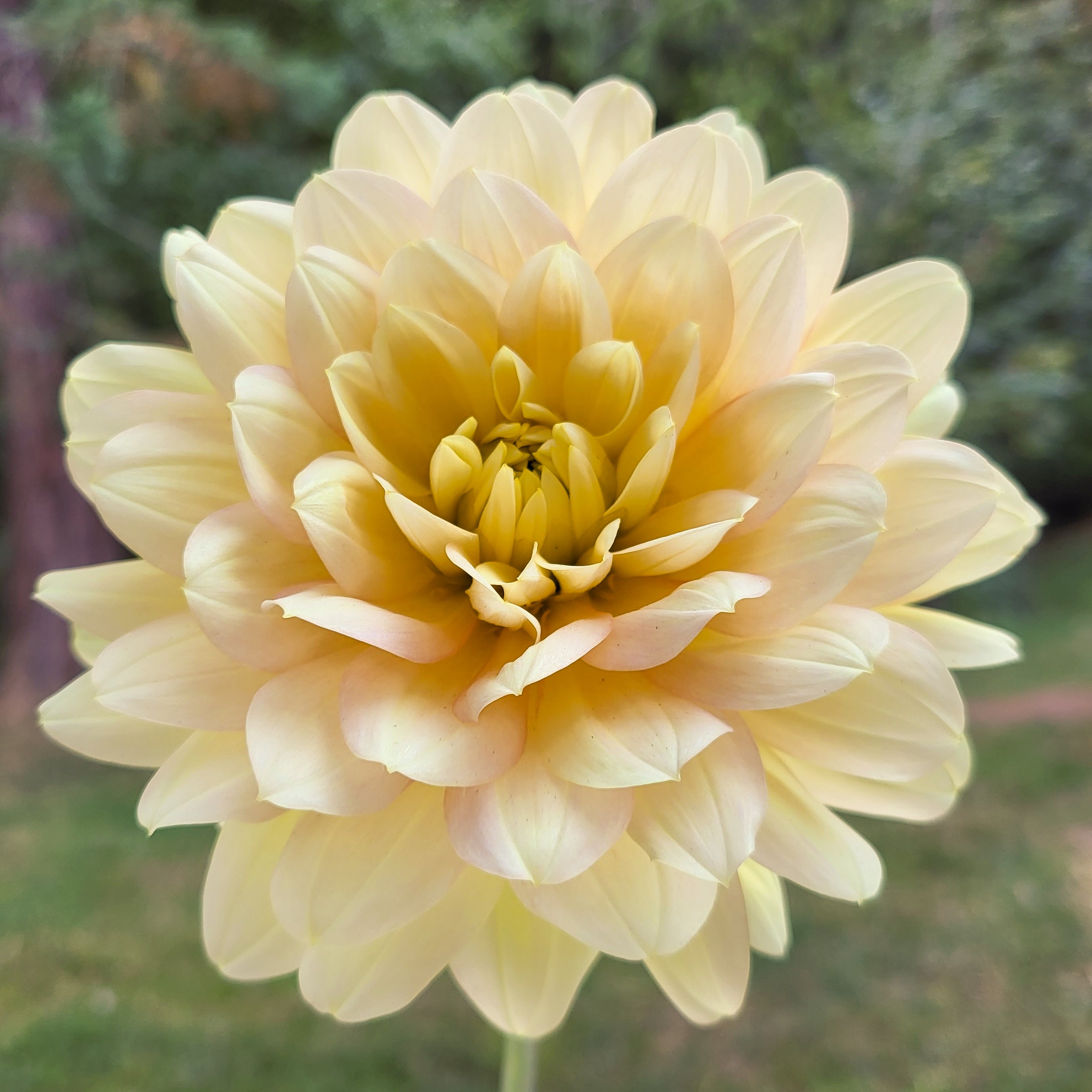 Dahlia Tuber for sale – Little Black Bird Farm & Flowers