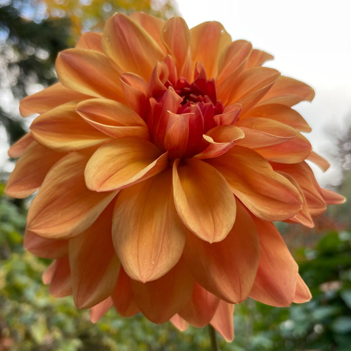 Copper Dahlia Birdie Dress