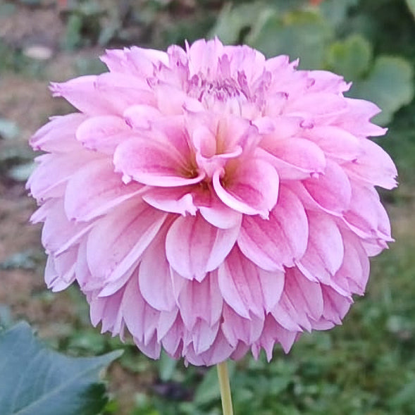 DAHLIA Coseytown® Tallboy | Cut Flower Dahlia Tubers – Coseytown